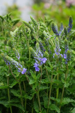 Veronica Anagallis-aquatica, Plantaginaceae familyasından 