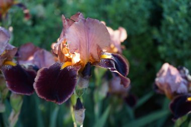 Bahçe irisi 'Kızılderili Şefi', Iris x germanica 'Kızılderili Şefi', Mayıs 'tan Haziran' a kadar iki renkli, çekici çiçekler üretiyor. Çiçekler dudak şeklinde. Berlin, Almanya