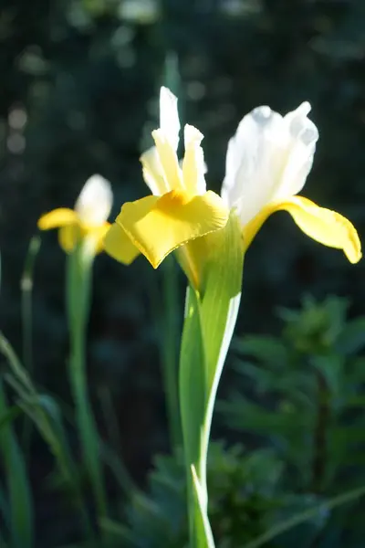 Iris Hollandica Cores Bonitas Brilhantes Branco Amarelo Flores Coloridas São — Fotografia de Stock