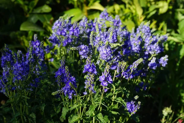 水仙花属植物 Veronica Anagallis Aquatica 是水仙花科的一种开花植物 俗称水仙花 蓝色水仙花 水仙花和无毛水仙花 德国柏林 — 图库照片