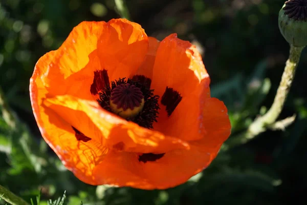 Papaver Orientale Papoula Oriental Uma Planta Com Flores Perenes Papoilas — Fotografia de Stock