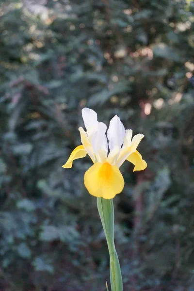 Iris Hollandica Piękne Jasne Kolory Bieli Żółci Kolorowe Kwiaty Wąskie — Zdjęcie stockowe