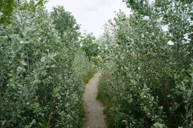Populus Alba 'nın her iki taraftaki bazal atışları. Kaulsdorf, Berlin, Almanya
