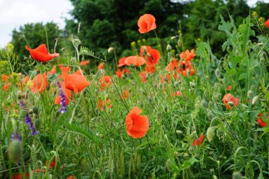 Haziran 'da çayırda kırmızı gelincikler. Biesdorf, Berlin, Almanya.
