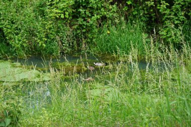 Wuhle Nehri 'ndeki ördekler. Marzahn-Hellersdorf, Berlin, Almanya