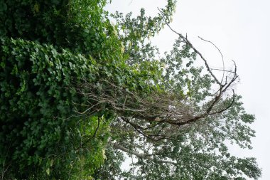 Kuru bir ağaçta enfes bir sarmaşık. Biesdorf, Berlin, Almanya