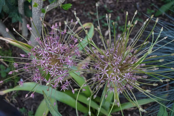 Allium Schubertii bahçede. Pembe-menekşe tonlarında, uzun, ince tüpler üzerinde top şeklindeki infloresans fışkırıyor gibi görünüyorlar. Berlin, Almanya