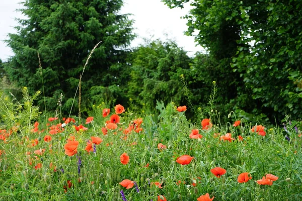 Amapolas Rojas Prado Junio Biesdorf Berlín Alemania — Foto de Stock