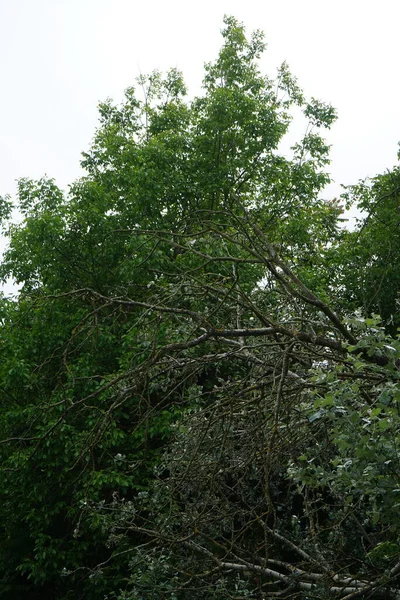 Vieux Populus Alba Est Tombé Biesdorf Berlin Allemagne — Photo