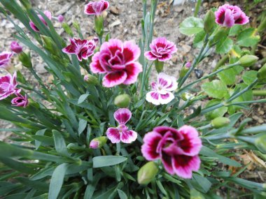 Bahçedeki zarif Dianthus çiçekleri. Dianthus, Caryophyllaceae familyasından bir bitki cinsidir. Berlin, Almanya