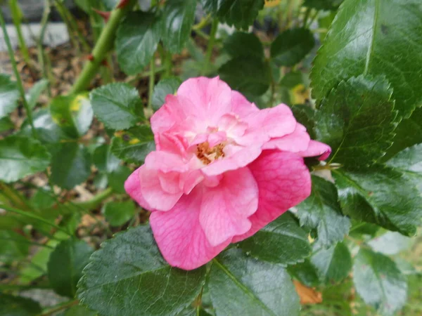 Rosa Jardín Rosa Como Planta Ornamental Cultivada Jardín Berlín Alemania — Foto de Stock