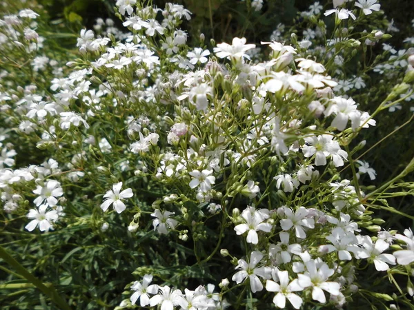 Saxifraga Ogrodzie Saxifraga Mech Saxifraga Arendsii Dywan Śnieżny Pochodzi Rodziny — Zdjęcie stockowe