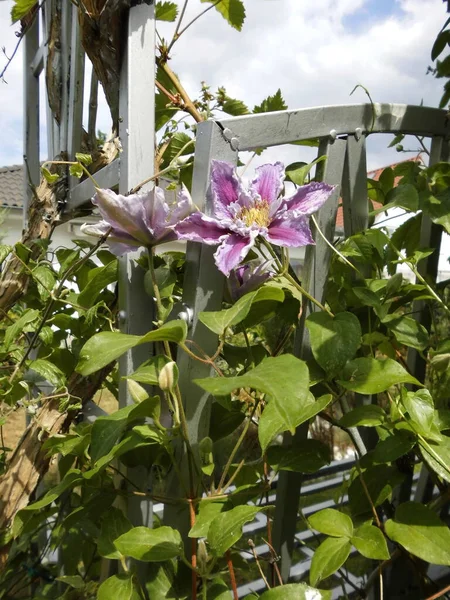 Ten Powojnik Piilu Natychmiast Przyciąga Wzrok Dzięki Pięknym Dwutonowym Kwiatom — Zdjęcie stockowe