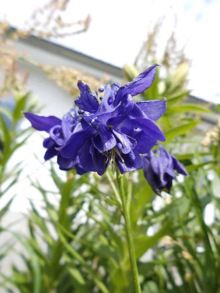 Alpine Columbine Aquilegia Alpina Species Buttercup Family Ranunculaceae Berlin Germany — Stock Photo, Image