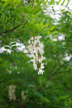 Akasya beyazı açması, Robinia psödoacia, Haziran 'da. Biesdorf, Berlin, Almanya