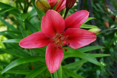 Lilium 'Black Out', her yaprağın ortasında siyah kızartılmış, koyu kırmızı bantlı, büyük, koyu yeşil yapraklar taşıyan, doğrusal, sarmal sıralanmış, parlak, koyu yeşil yapraklar taşıyan ereksiyon halindeki uzun ömürlü bir çiçektir. Berlin, Almanya 