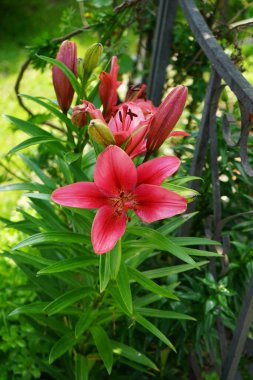 Lilium 'Black Out', her yaprağın ortasında siyah kızartılmış, koyu kırmızı bantlı, büyük, koyu yeşil yapraklar taşıyan, doğrusal, sarmal sıralanmış, parlak, koyu yeşil yapraklar taşıyan ereksiyon halindeki uzun ömürlü bir çiçektir. Berlin, Almanya 