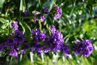 Campanula persicifolia, Campanulaceae familyasından bir çan çiçeğidir. Bir metreye kadar büyüyen otçul bir bitkidir. Çiçekleri fincan şeklindedir ve ya leylak mavisi olabilir. Berlin, Almanya 