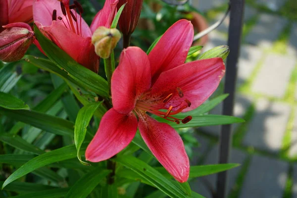 Lilium \'Black Out\' is a bulbous perennial with erect stems bearing linear, spirally-arranged, glossy, dark green leaves and, in summer, large, bowl-shaped, red flowers with black-flushed, dark red bands in the centre of each petal. Berlin, Germany