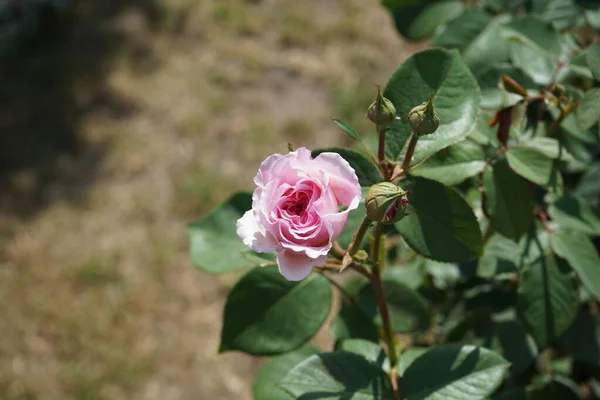 English Rose James Galway Bred David Austin Impressively Beautiful Rosette — Stock Photo, Image