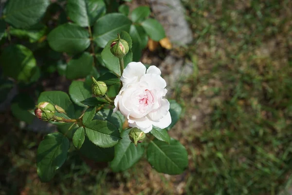 イギリス人はデイビッド オースティンが育てたジェームズ ゴールウェイを育てた おいしい香りと印象的な美しいロゼットの花 ドイツ ベルリン — ストック写真