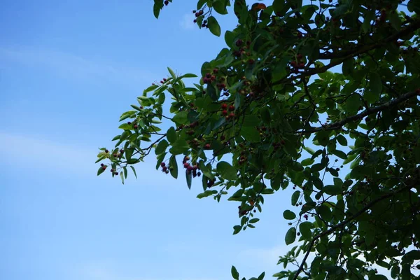 월에는 란치어 라마츠 Amelanchier Lamarckii 가지에 열매를 발효시킨다 베를린 — 스톡 사진