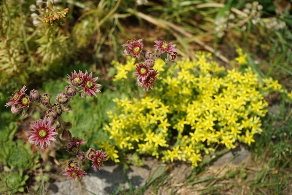 Blooming Sedum Garden Sedum Large Genus Flowering Plants Family Crassulaceae - Stock-foto