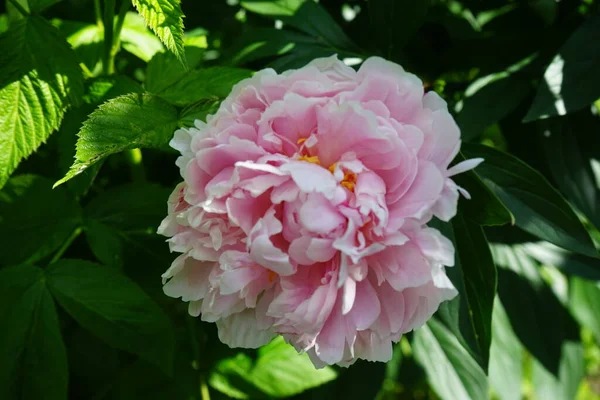 Paeonia Lactiflora Sarah Bernhardt Ogrodzie Piwonia Lub Piwonia Jest Rośliną — Zdjęcie stockowe