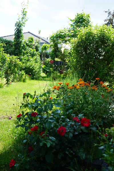 6月に開花植物のある庭 ドイツ ベルリン — ストック写真