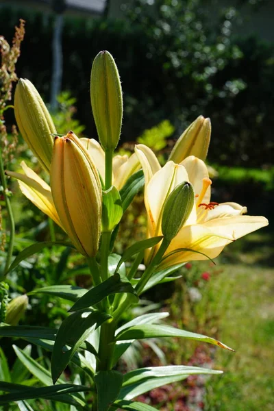 Lilium Oriental Trumpet Υβριδικό Eudoxia Κίτρινα Λουλούδια Βερολίνο Γερμανία — Φωτογραφία Αρχείου