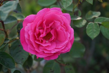 Tırmanan Pembe Dağcı koyu pembe çiçekler oluşturur. Berlin, Almanya