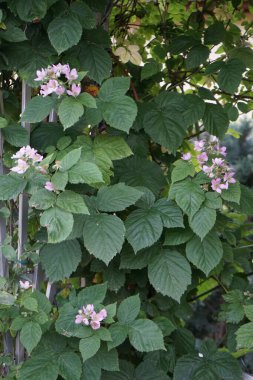 Böğürtlen, radyal simetrik çiçek, beş taç yaprağı ve bir sürü erkek organı var. Berlin, Almanya 