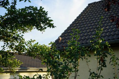 Sıradan tahta güvercinler, Columba Palumbus, evin çatısında. Berlin, Almanya