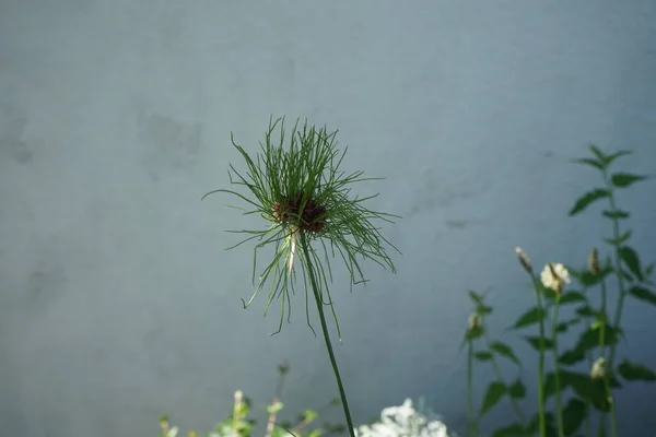 Allium Vineale Haar Een Ietwat Eigenzinnige Soms Buitenaardse Allium Grote — Stockfoto