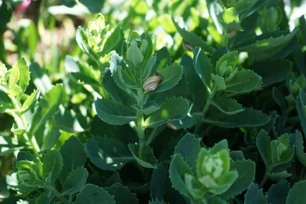 Caracol Sobre Una Hoja Flores Jardín Berlín Alemania —  Fotos de Stock