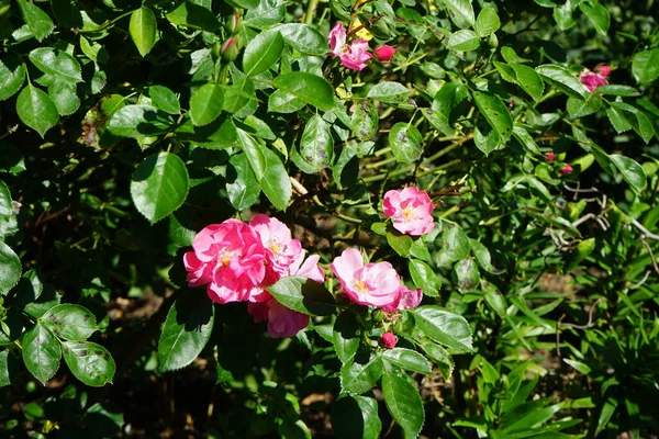 Διακοσμητικό Τριαντάφυλλο Marion Ποικιλία Marion Ruiter Ροζ Τριαντάφυλλο Του Κήπου — Φωτογραφία Αρχείου