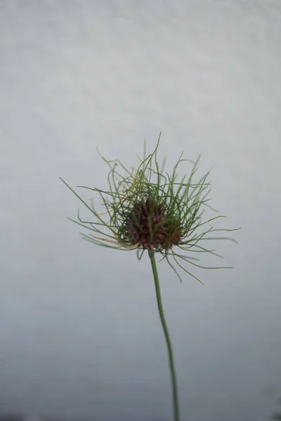 Allium Vineale Capelli Allium Eccentrico Volte Extraterrestre Grandi Soffici Capolini — Foto Stock
