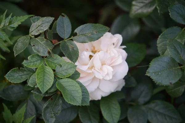 Floribunda Lions Rose Kordes 2002 Jedna Najpiękniejszych Białych Róż Florydzie — Zdjęcie stockowe