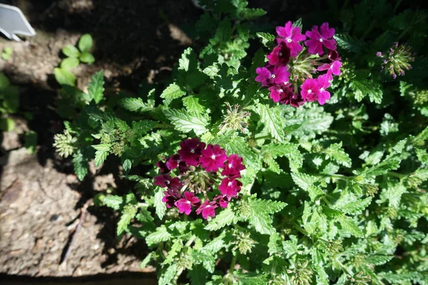 Verbena is a bright annual flower that gives us its beauty all summer. Verbena flowers are small, but so bright and collected in dense corymbose inflorescences, look like bright spots on a flower bed. Berlin, Germany