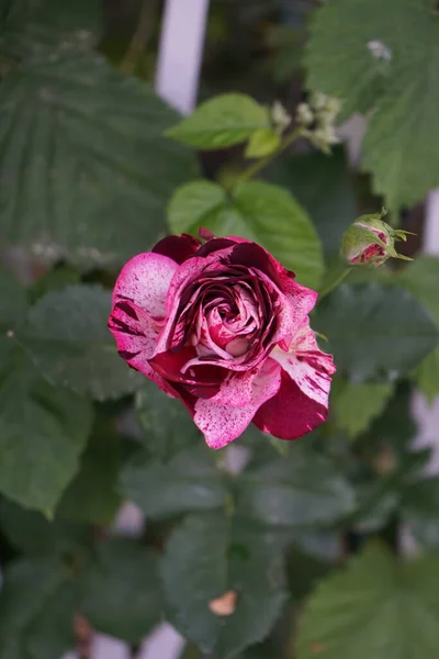 特别玫瑰 Henri Matisse Delbard 1995年 芬芳的花朵可想而知地分为白色 粉色和红色 你不会找到两个长得一模一样的花 — 图库照片