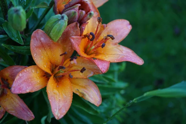 低成長の女性ユリのように 魅力的なピンクオレンジの花は緑豊かな開花で喜びます 植物は低く コンパクトですが 花は大きいです ドイツ ベルリン — ストック写真