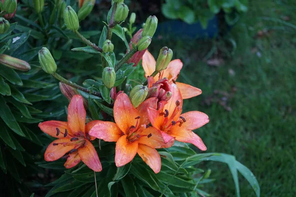 Niedrigwüchsige Lady Lilie Charmante Rosa Orangefarbene Blüten Erfreuen Mit Üppiger — Stockfoto