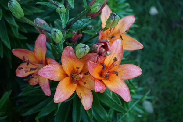 矮小的淑女喜欢百合花 迷人的粉红橙花喜欢郁郁葱葱的花朵 植物矮小 但花朵很大 德国柏林 — 图库照片