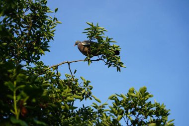 Sıradan ahşap güvercin Columba palumbus, Haziran ayında Amelanchier lamarckii 'nin dallarından olgun meyveler toplar. Berlin, Almanya 