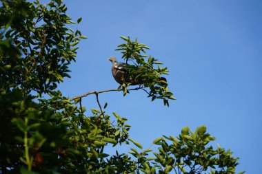 Sıradan ahşap güvercin Columba palumbus, Haziran ayında Amelanchier lamarckii 'nin dallarından olgun meyveler toplar. Berlin, Almanya 