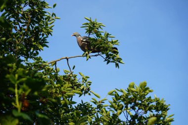 Sıradan ahşap güvercin Columba palumbus, Haziran ayında Amelanchier lamarckii 'nin dallarından olgun meyveler toplar. Berlin, Almanya 