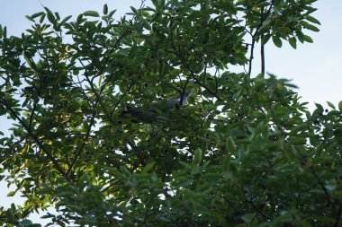Sıradan ahşap güvercin Columba palumbus, Haziran ayında Amelanchier lamarckii 'nin dallarından olgun meyveler toplar. Berlin, Almanya