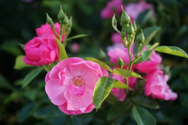 Süslü gül 'Marion', Cultivar Marion de Ruiter. Bahçede yetişen süsleme amaçlı pembe gül. Berlin, Almanya 