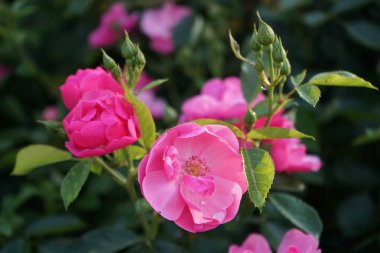 Süslü gül 'Marion', Cultivar Marion de Ruiter. Bahçede yetişen süsleme amaçlı pembe gül. Berlin, Almanya 