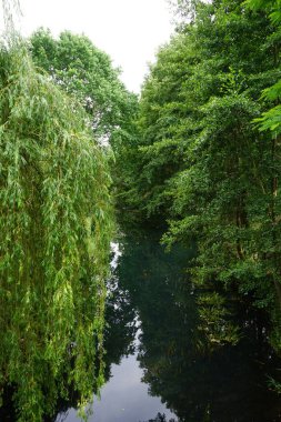 Wuhle Nehri kıyısında yemyeşil bir bitki örtüsü. Wuhle, Spree 'nin küçük bir sağ koludur. Berlin, Almanya
